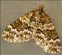 1773 (70.086) Broken-barred Carpet